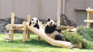 アドベンチャーワールド パンダ